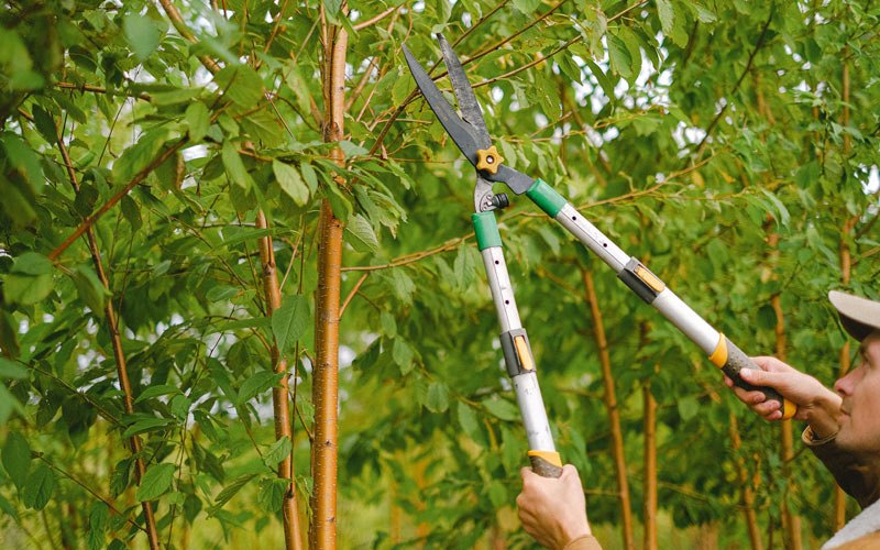 Tree trimming in Phlox, WI